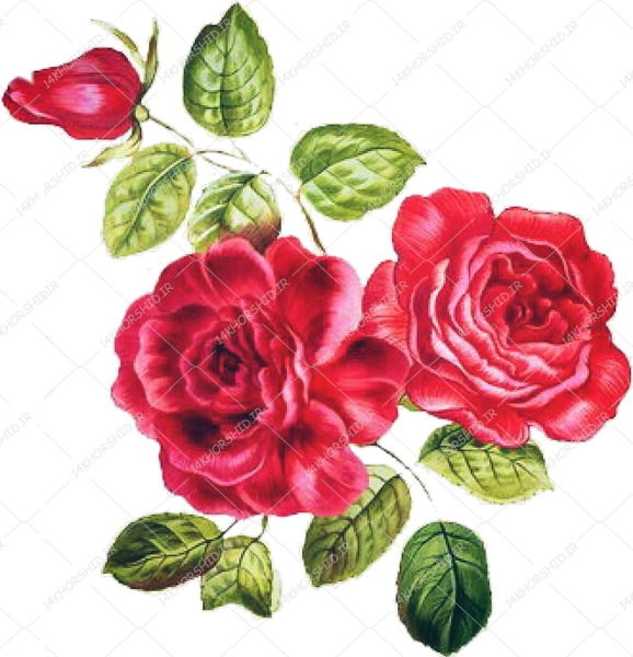مجموعه کامل طرح گل و گلبرگ حاشیه و زمینه PNG سری سوم مجموعه کامل طرح گل و گلبرگ حاشیه و زمینه PNG سری سوم برای چاپ و طراحی مجموعه فایل های گرافیکی لایه باز