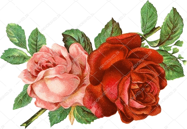مجموعه کامل طرح گل و گلبرگ حاشیه و زمینه PNG سری سوم مجموعه کامل طرح گل و گلبرگ حاشیه و زمینه PNG سری سوم برای چاپ و طراحی مجموعه فایل های گرافیکی لایه باز